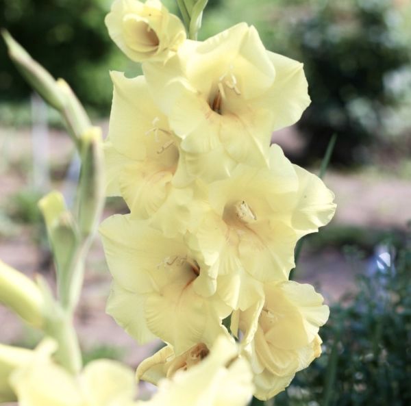 Gladiol